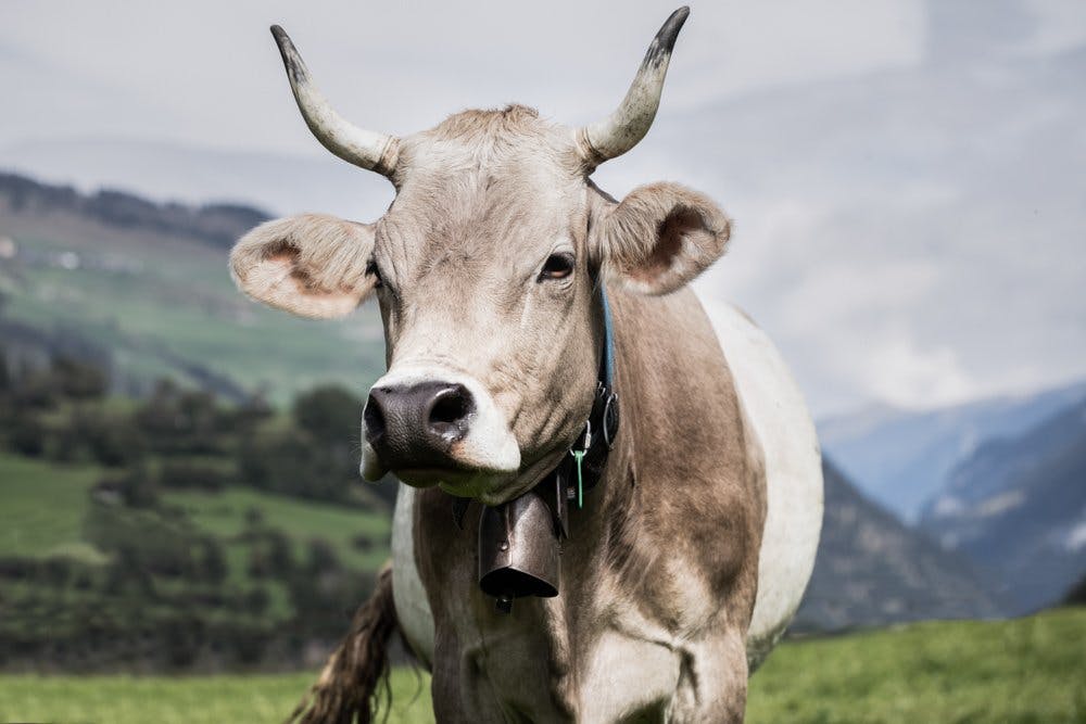 Glückliche Kühe geben die beste Milch.