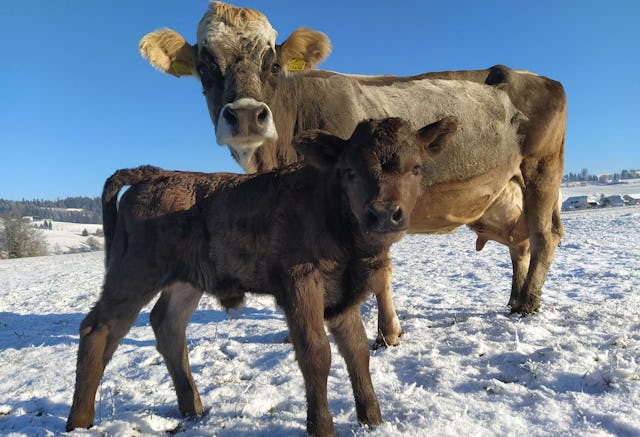 Mutterkuh Schweiz steht mit dem Label Natura-Beef für eine nachhaltige und tierfreundliche Haltungsform.