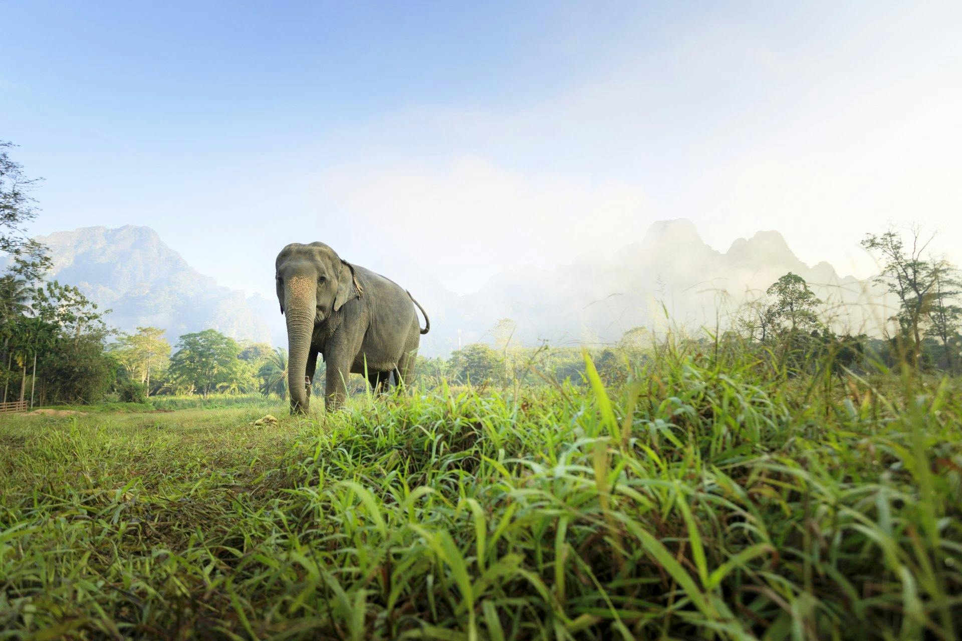 Übernachten Sie in den luxuriösen Zelten des Elephant Hills Camp und kommen Sie den Tieren besonders nah.